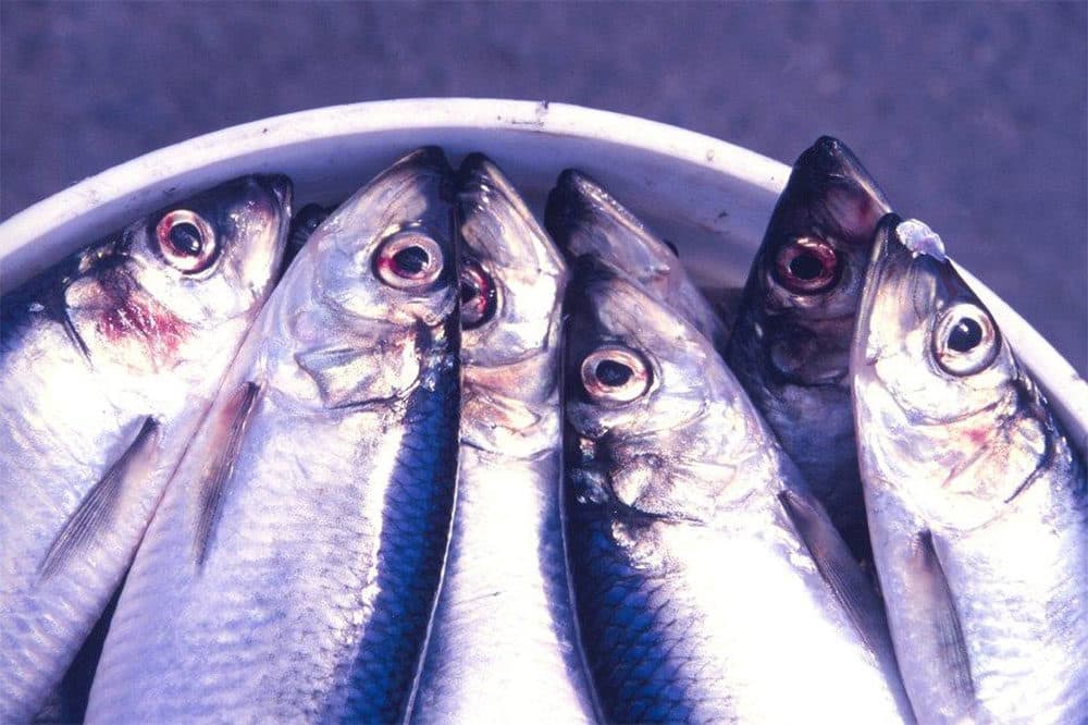 Atlantic herring (Courtesy of NOAA)