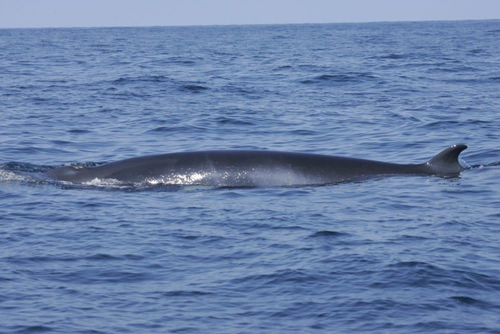 Minke whale (Wayne Hoggard/NOAA)