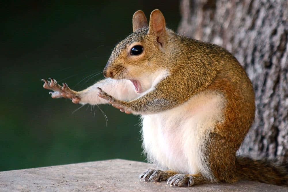 A squirrel saying, &quot;Stop!&quot; (Mary McGowan/Courtesy of the Comedy Wildlife Photography Awards)