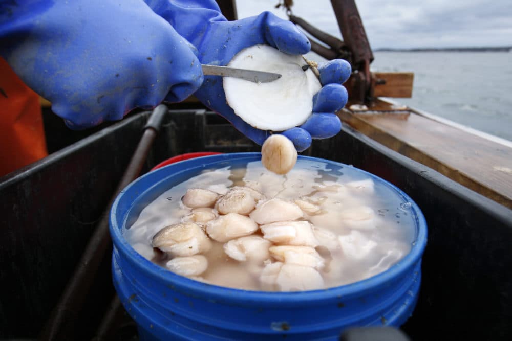 In this 2011 file photo, scallop meat is shucked at sea off Harpswell, Maine. (Robert F. Bukaty/AP)