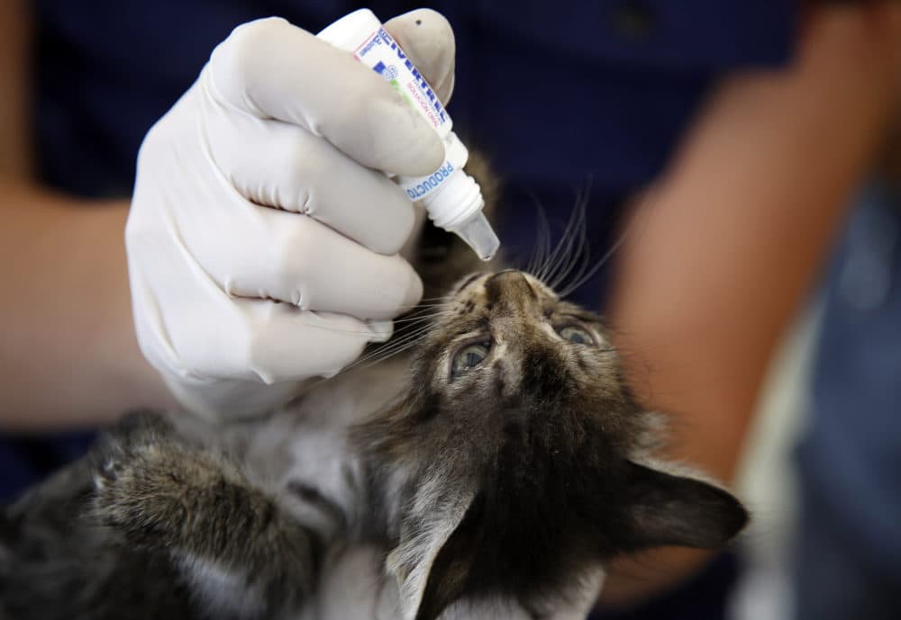 A veterinarian gives deworming drops to a cat that was removed from El Bronx, a neighborhood that was plagued by drug addicts and prostitution, in Bogota, Colombia, on June 2, 2016. (Fernando Vergara/AP)