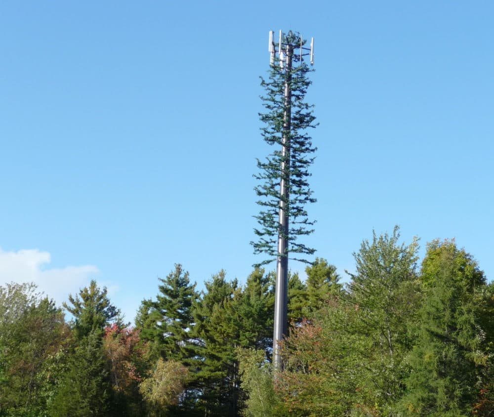 A traditional cell phone tower disguised as a tree. (Saycheeeeeese)/Creative Commons)