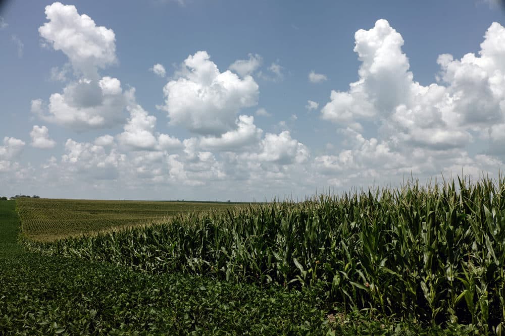Corn grows in a field near Murray, Neb., July 31, 2018. (Nati Harnik/AP)