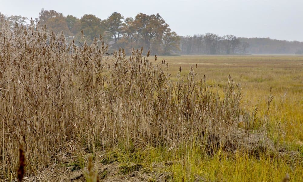 Fall colors in the marshes around Plum Island Sound (Robin Lubbock/WBUR)