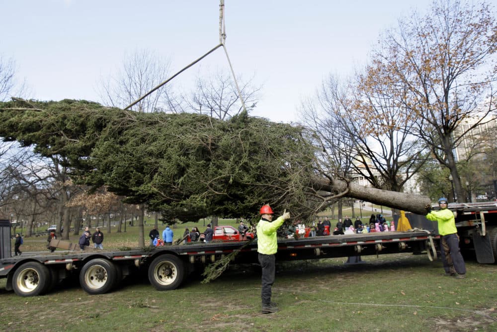 Arborists Joe White, left, and Christian Bugbee signal a crane operator to guide a 40-foot white spruce tree into place on the Boston Common in Boston Friday, Nov. 21, 2008. Each year Nova Scotia donates a giant evergreen to the people of Boston as a thank you for their assistance following the 1917 Halifax Explosion. Once erected, the Nova Scotia tree will be decorated with thousands of lights and will be the focal point of the city's annual Christmas tree lighting ceremony. (AP Photo/Elise Amendola)