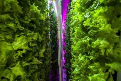Lettuce grows vertically in a controlled environment using LED lights and a hydroponic growth system in the Freight Farm Leafy Green Machine. (Jesse Costa/WBUR)
