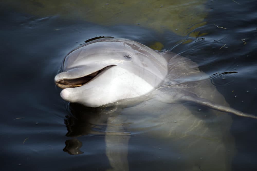 In this 2011 photo, Kibby, an Atlantic bottlenose dolphin, is shown at the Dolphin Research Center in Grassy Key, Fla. (Wilfredo Lee/AP)