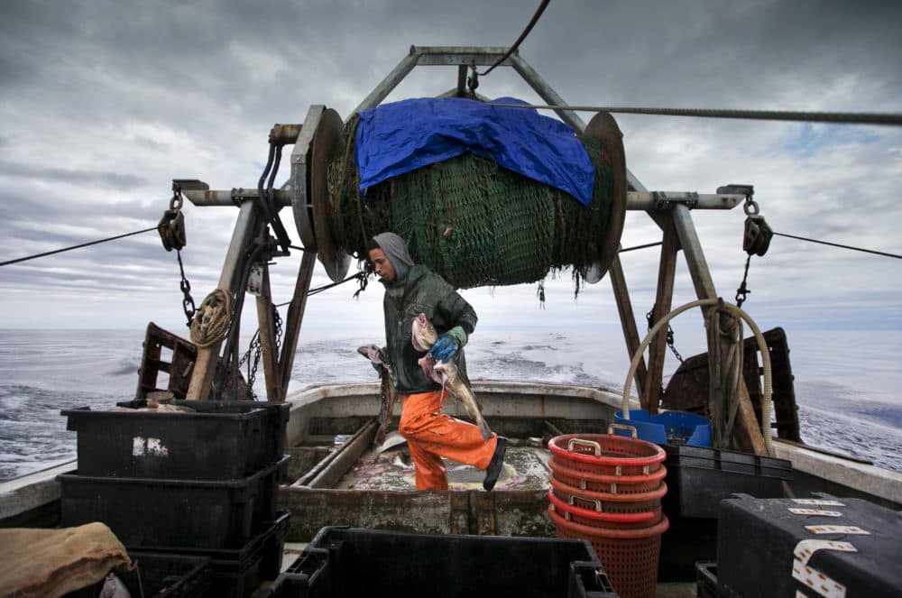 In this 2016 file photo, Elijah Voge-Meyers carries cod caught in the nets of a trawler off the coast of New Hampshire. (Robert F. Bukaty/AP)