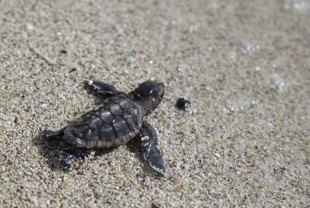 A loggerhead sea turtle hatchling makes its way into the ocean along Haulover Beach in Miami. Opportunities to observe sea turtles in Florida include events where turtles are released into the ocean after they've recovered from injuries or illness, and nighttime walks led by trained guides to see nesting activity. (Lynne Sladky/AP)