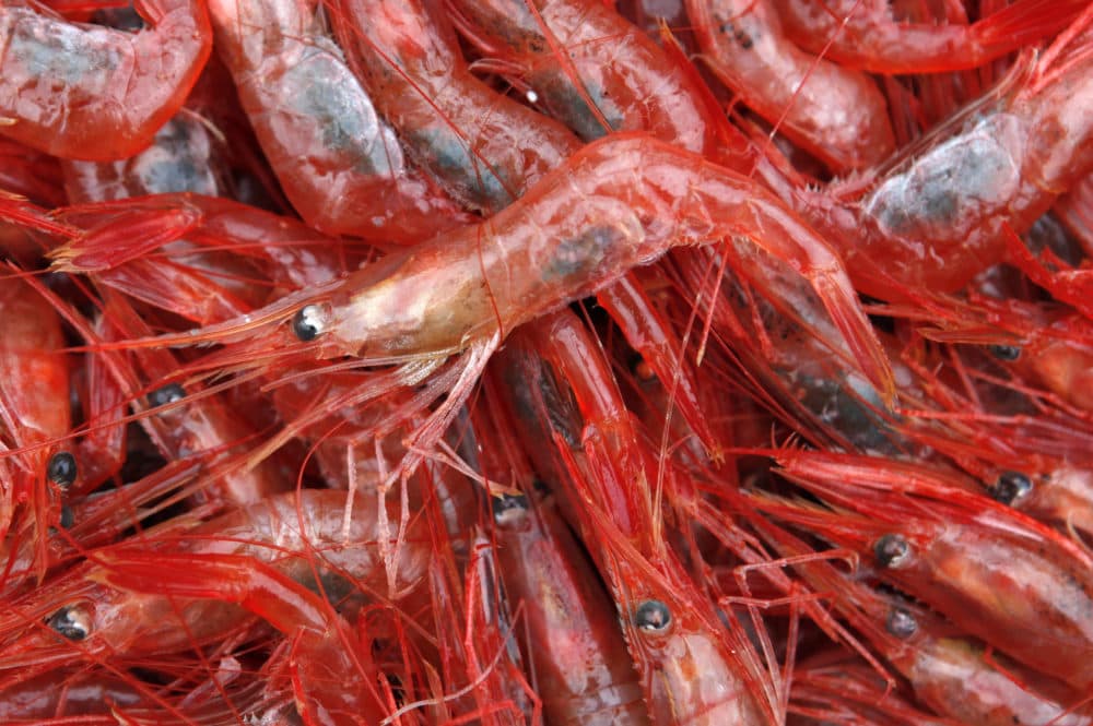 In this Jan. 6, 2012 photo, northern shrimp lie in a pile aboard a trawler in the Gulf of Maine. Regulators are closing the Gulf of Maine winter shrimp season for another three years after receiving a dismal report on the depleted fishery. (Robert F. Bukaty/AP)