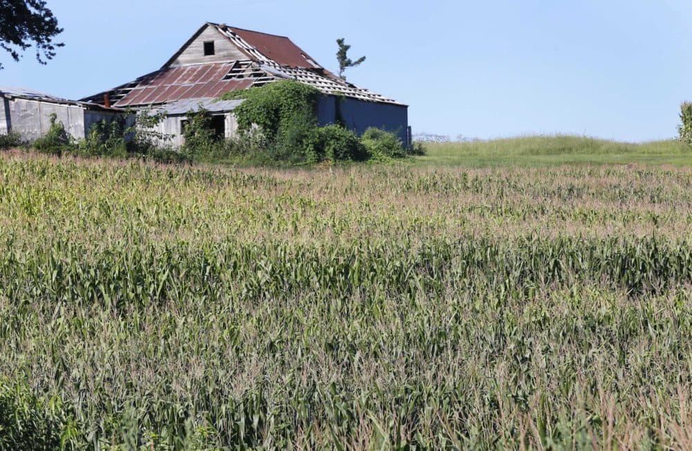 In this Aug. 28, 2013, photo drought-stressed corn grows on a farm near Oregon, Mo. (Orlin Wagner/AP)