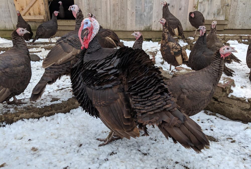 A tom Chocolate turkey, center, one of the last of his breed, puffs up his feathers in the yard of Jim Czack's farm. (Annie Ropeik for NHPR)