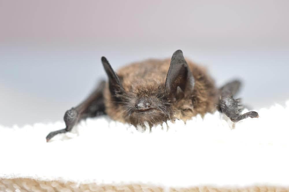 A little brown bat confirmed to have white-nose syndrome. (USFWS/Progressive Animal Welfare Society (Paws)/Creative Commons)