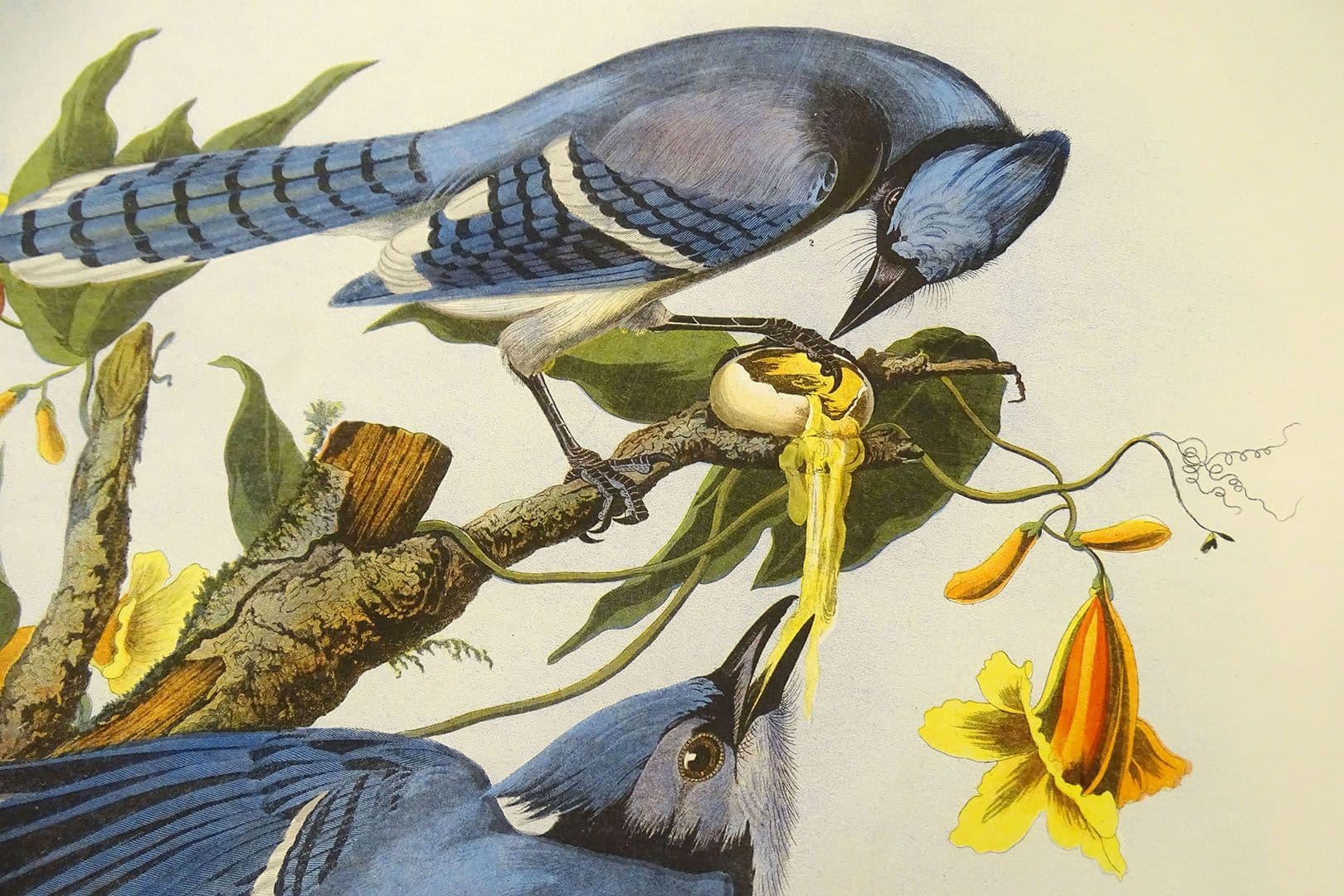 Blue Jays by John James Audubon (Courtesy National Audubon Society)