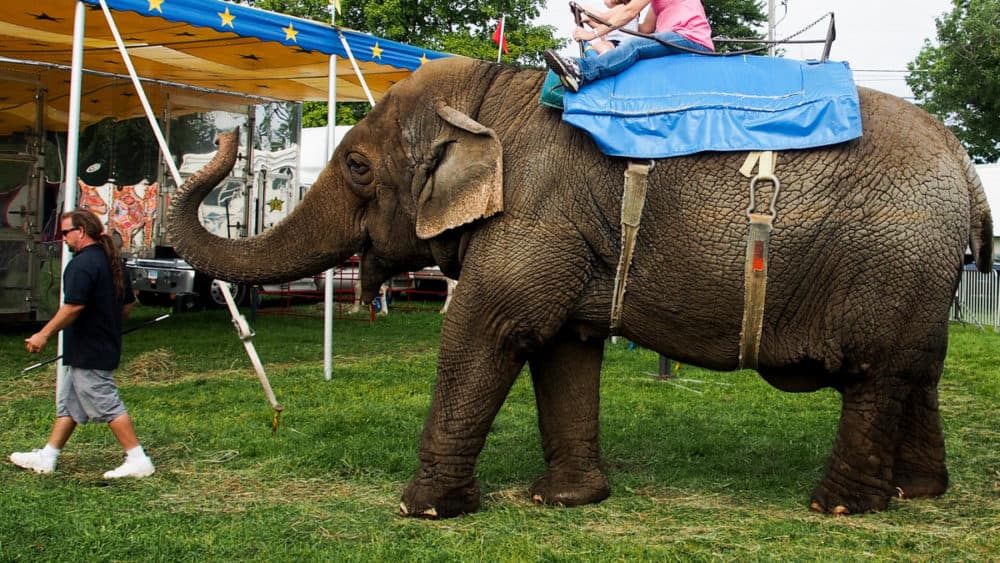 Tim Commerford leads his elephant Beulah and two customers at the Goshen Fair in Goshen, Connecticut, in August 2018. (Ben James/NEPR)
