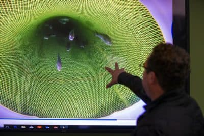 Spherical Analytics CBO Chris Rezendes points at a large screen with a video of cod fish passing through a fishing net at the UMass Dartmouth Oceanography Operations Lab at the Mass. Division of Marine Fisheries. (Jesse Costa/WBUR)