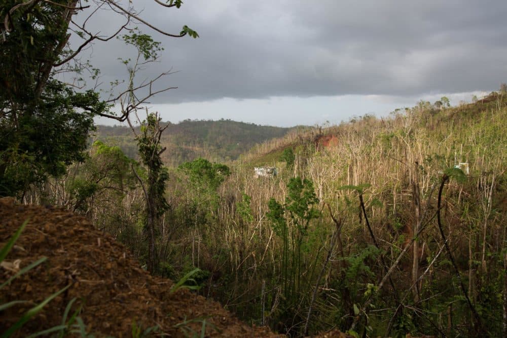 Trees stripped bare by Hurricane Maria along a mountain road on the west side of Puerto Rico in October 2017. (Ryan Caron King/Connecticut Public Radio)