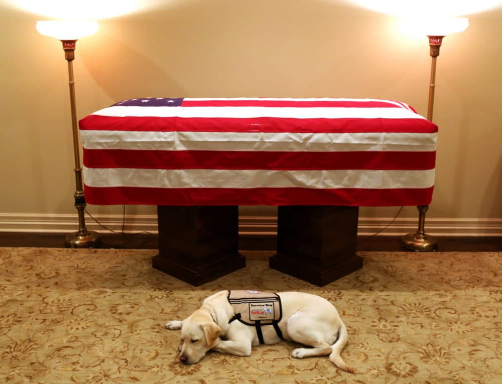 This Sunday, Dec. 2, 2018 photo, Sully, President George H.W. Bush's service dog lies in front of his casket in Houston. The 41st president died Friday at his home in Houston at 94. (Evan Sisley/Office George H.W. Bush via AP)