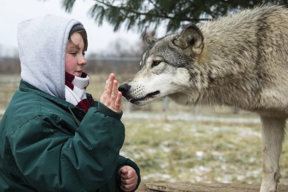 In this December 2018 photo provided by Wolf Park, intern Alexandra Black pets Niko the wolf at Wolf Park in Battle Ground, Ind. The fatal mauling of Black, a zoo intern by a lion that escaped from a locked pen at the Conservators Center in North Carolina, illustrates the need for state regulators to crack down on unaccredited exhibitors of dangerous animals, animal welfare advocates said Monday, Dec. 31. (Monty Sloan/Wolf Park via AP)
