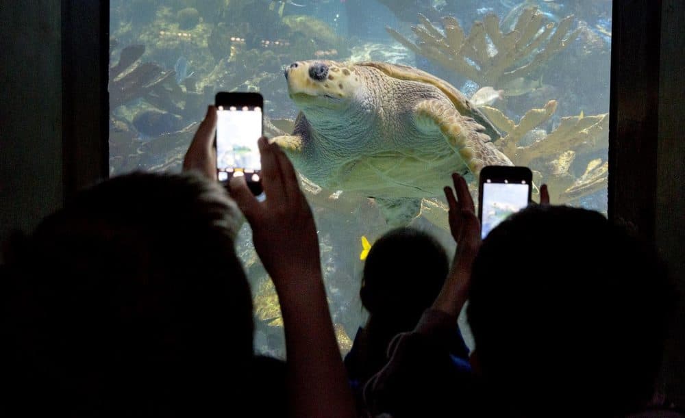 Young visitors at the New England Aquarium use their phones to capture a picture of a loggerhead sea turtle. (Robin Lubbock/WBUR)
