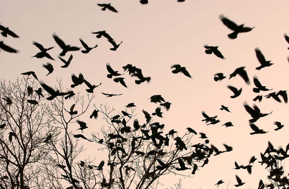 Every winter for the past three years, roughly 100,000 migratory crows descend on Nampa, Idaho. Pictured: Crows fly over a tree where others are already camped for the night in Bucharest, Romania, on Wednesday, Feb. 8, 2006. (Vadim Ghirda/AP)