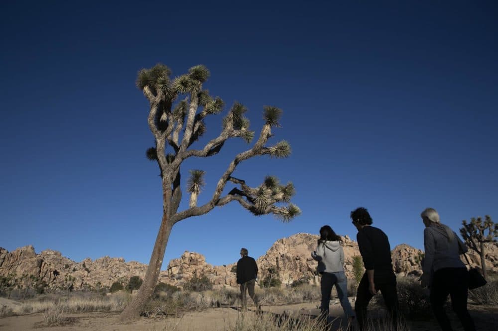 People visit Joshua Tree National Park in Southern California's Mojave Desert, Thursday, Jan. 10, 2019. (Jae C. Hong/AP)