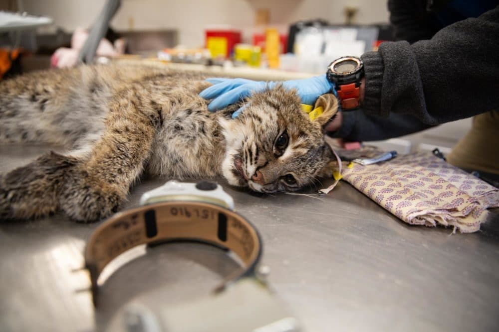 This female bobcat was tagged and outfitted with a GPS collar, which she'll wear for 300 days. (Patrick Skahill/CPR)