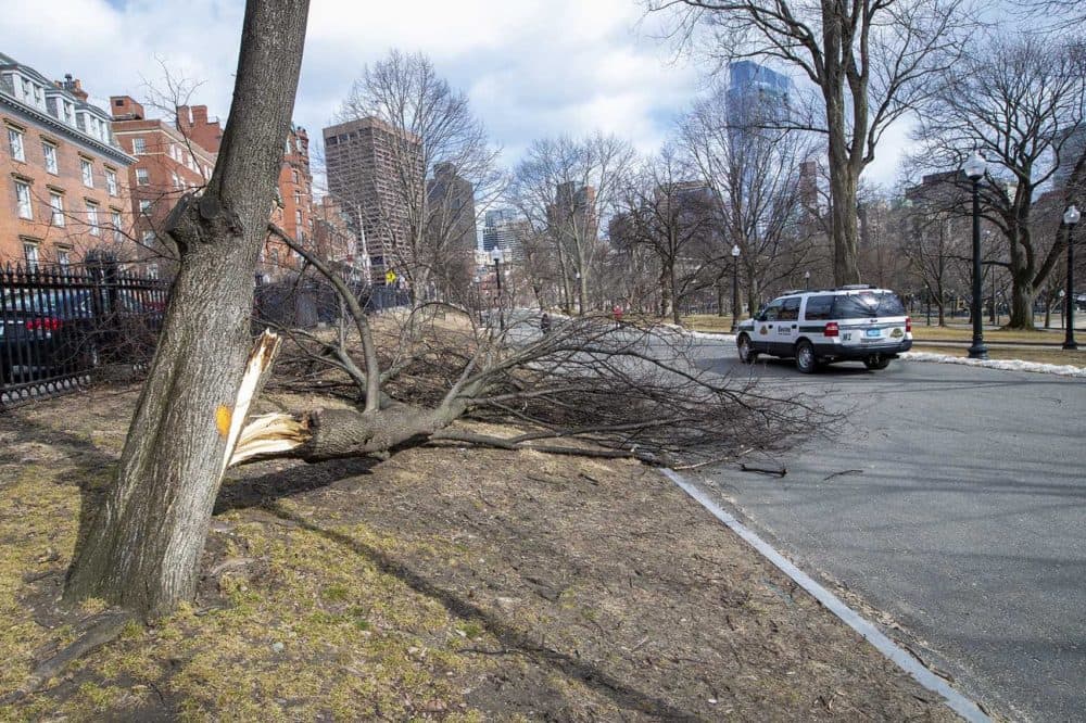 The trunk of a tree in the Boston Common was blown down by heavy winds on Feb. 25. (Jesse Costa/WBUR)