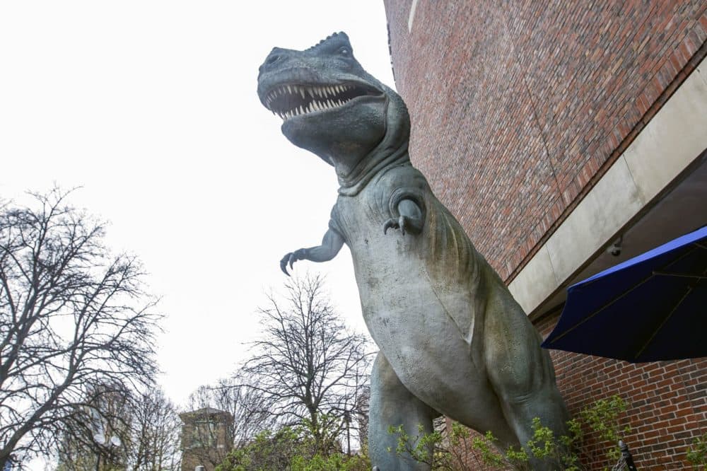 A Tyrannosaurus rex statue outside Museum of Science, Boston. (Joe Difazio for WBUR)
