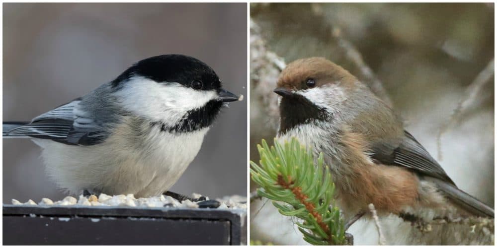 Left, a black-capped chickadee and, right, a boreal chickadee. (Kurt Bauschardt/flickr and seabamirum/flickr)