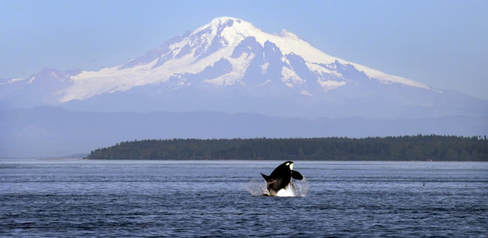 An orca breaches in view of Mount Baker, some 60 miles distant, in the Salish Sea in the San Juan Islands. (Elaine Thompson/AP)