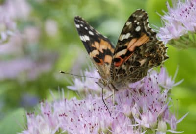 A Painted Lady butterfly feeds on Sedum flowers in Omaha, Neb., Tuesday, Sept. 19, 2017. (Nati Harnik/AP)