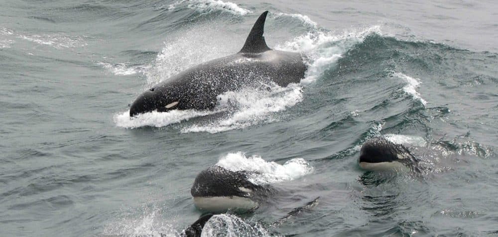 A rare photo of Type D killer whales in 2011. (J.P. Sylvestre/NOAA)