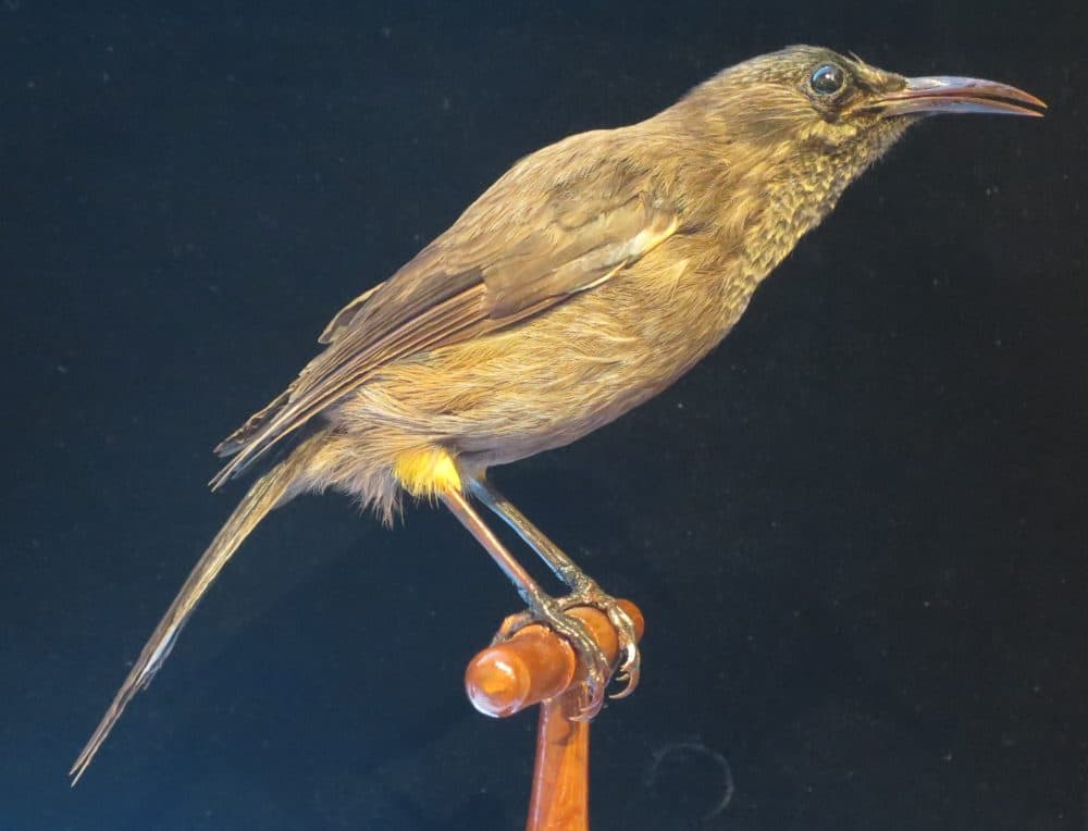 A Kauaʻi ʻōʻō, which was last heard in 1987. Researchers expect that it is extinct. (Courtesy Bishop Museum, Honolulu)