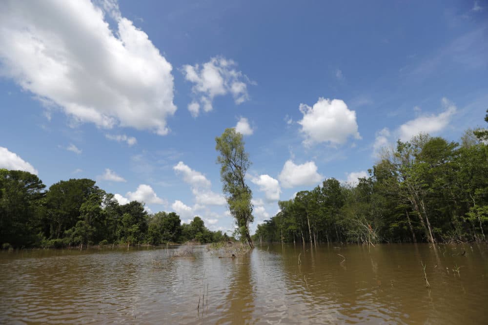 In this Friday, April 27, 2018, file photo, trees in a cutback sit between an existing pipeline channel, left, and a new pipeline channel, on Bayou Sorrel in the Atchafalaya River Basin in Louisiana. Owners of a newly completed south Louisiana pipeline say they expect the transport of crude oil from Lake Charles to St. James to begin Monday, April 1, 2019. (Gerald Herbert/AP)