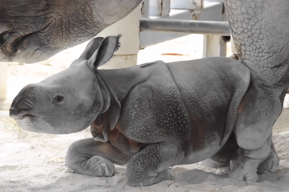 Zoo Miami is celebrating the birth of this rare one-horned Indian rhino. (Screenshot/Courtesy of Zoo Miami)