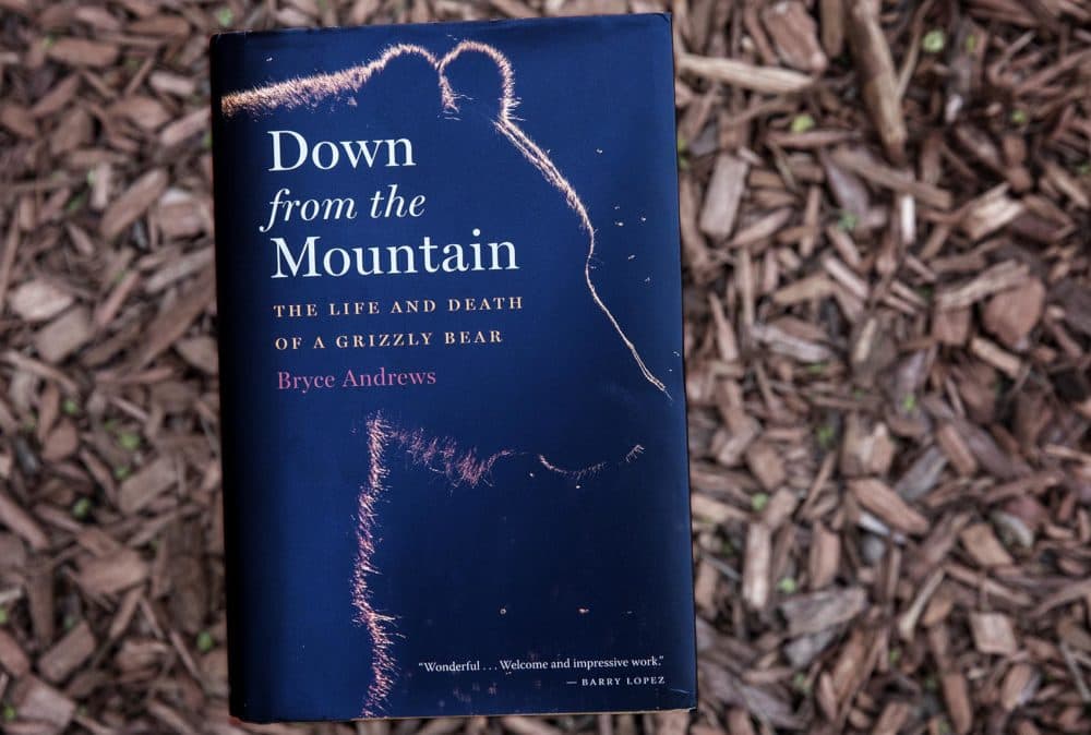 &quot;Down from the Mountain: The Life and Death of a Grizzly Bear,&quot; by Bryce Andrews. (Robin Lubbock/WBUR)