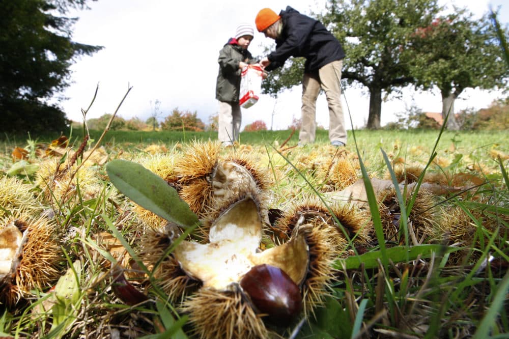 A woman and a child pick up chestnuts on a field near Heidelberg, southwestern Germany, on Friday, Oct. 3, 2008. (Daniel Roland/AP)