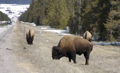Bison graze along a state highway near West Yellowstone, Montana. (Matthew Brown/AP/File)