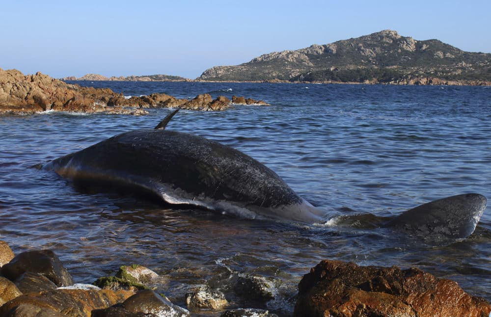 A sperm whale was found dead with nearly 50 pounds of plastic in its belly last week in Italy. (SEAME Sardinia Onlus via AP)