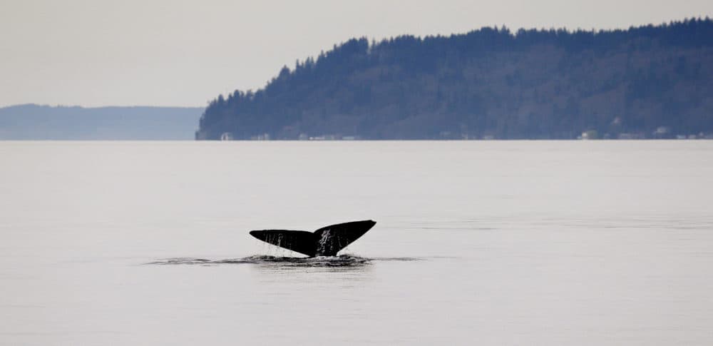 A gray whale shows its massive tail fluke while diving on March 13, 2015, in Possession Sound, near Everett, Wash. (Elaine Thompson/AP)