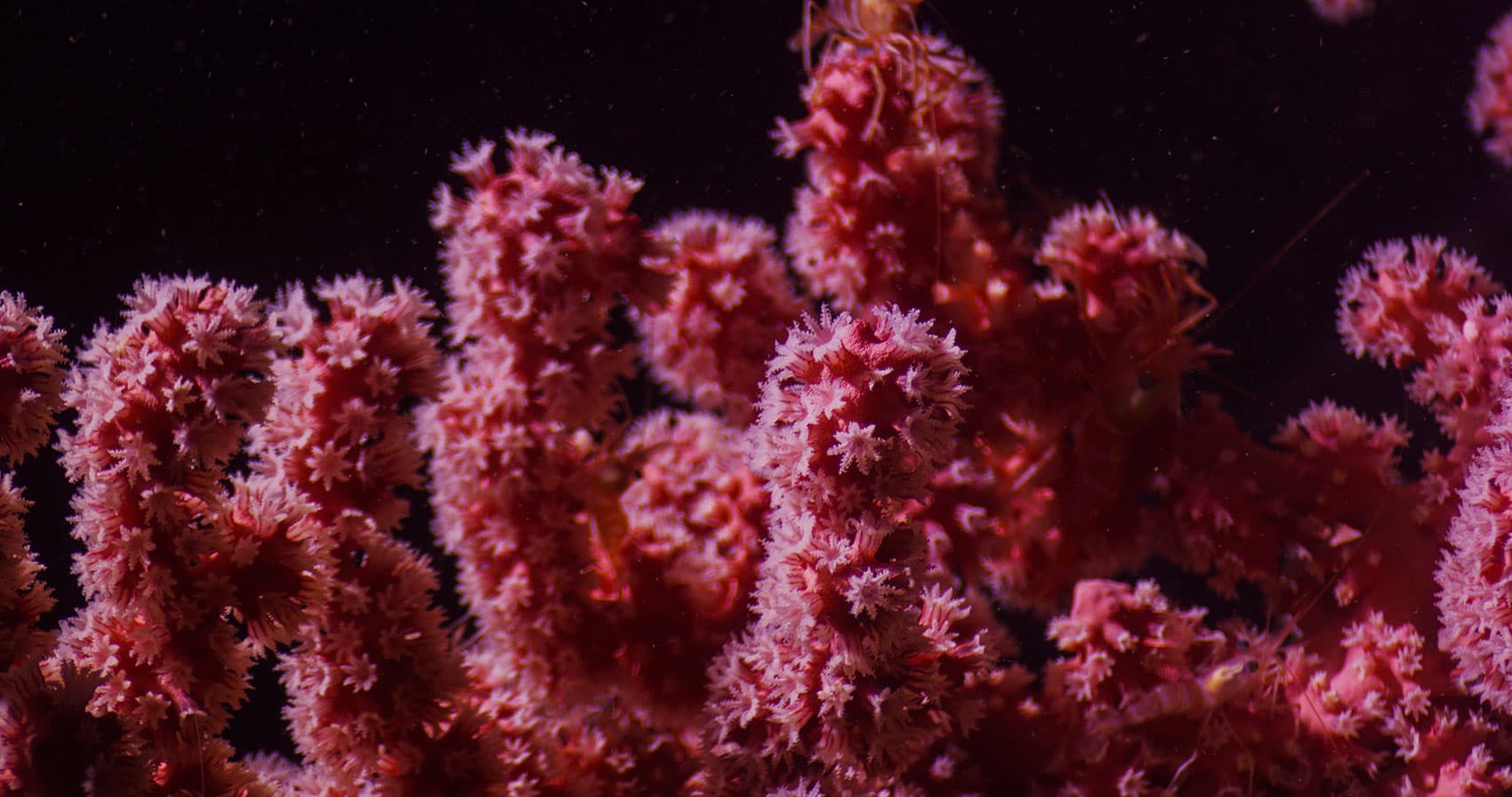 A bubblegum coral similar to, but distinct from, the new species (Courtesy of Ivan Agerton/OceanX via WHOI)