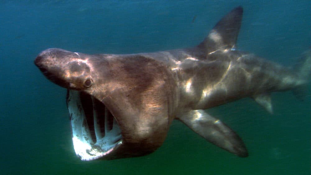 A basking shark photographed off the Atlantic coast in 2013. The species appears to be making a comeback off the coast of California. (Green Fire Productions/Wikimedia Commons)