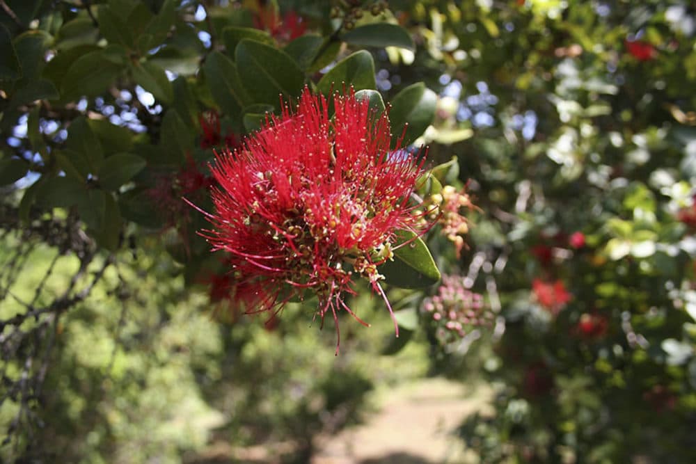 A blossom of an ohia lehua tree is shown in Kauai, in Hawaii's Limahuli Garden. The red and yellow blossoms normally adorn hair and hands of dancers during the world's most prestigious hula competition. (Tara Godvin/AP)