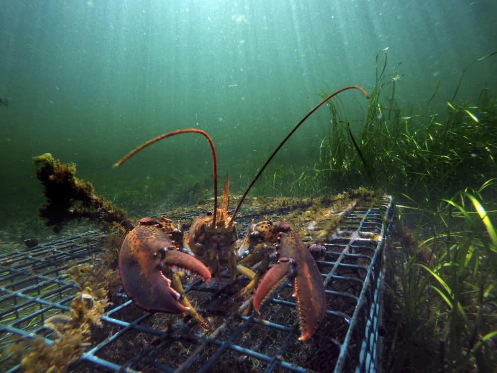 A lobster walks over the top of a lobster trap off the coast of Biddeford, Maine. (Robert F. Bukaty/AP)