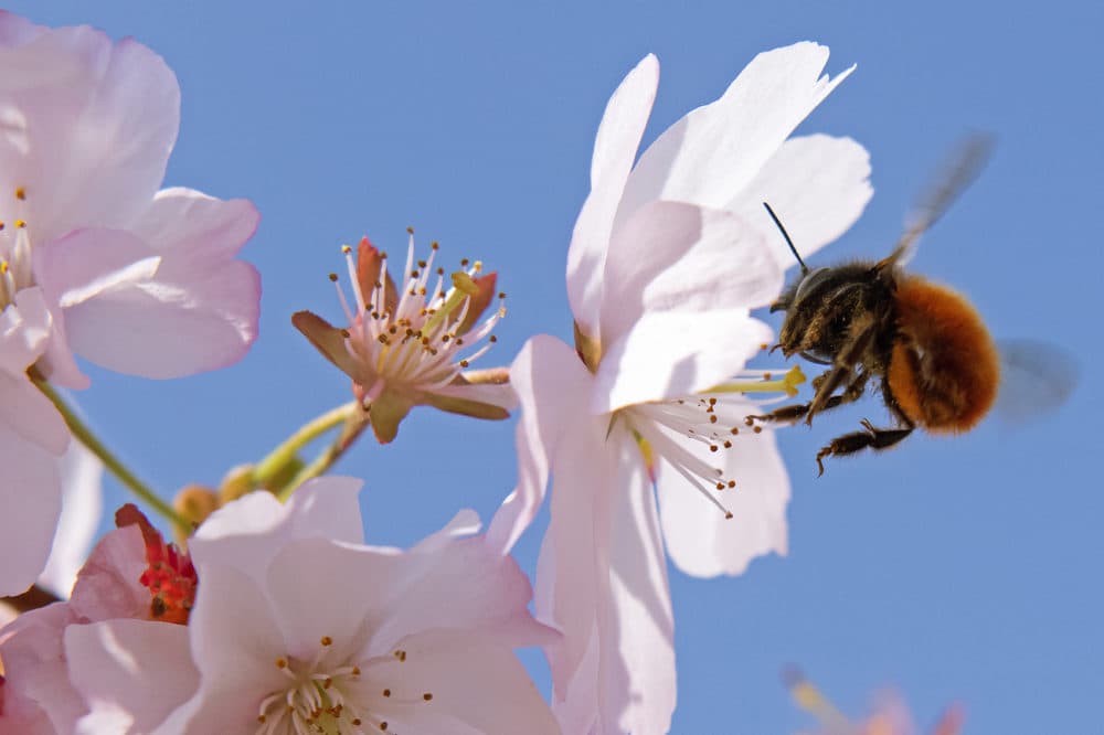 A bumblebee lands at blossoms of flowering cherry trees during springlike temperatures in Erfurt, Germany, Sunday, April 7, 2019. (Jens Meyer/AP)