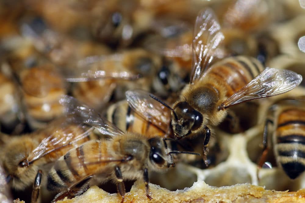 Honeybees are shown on a frame at beekeeper Denise Hunsaker's apiary, Monday, May 20, 2019, in Salt Lake City. (Rick Bowmer/AP)