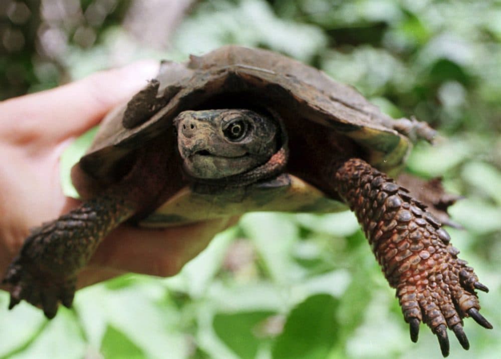 Wood turtles were once common in the Merrimack River Valley, but their populations have declined so much that they are now protected under Massachusetts' Endangered Species Act. (Roberto Borea/AP)