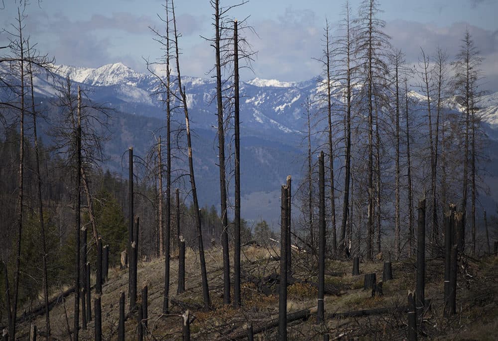 An area burned in the Carlton Complex fire is visible on Tuesday, April 23, 2019, along Highway 20 near Loup Loup Ski Bowl, east of Twisp, Washington. (Megan Farmer/KUOW)
