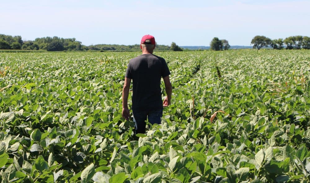 A soy farmer walks through his fields July 6, 2018, in Harvard, Illinois, the same day China imposed retaliatory tariffs aimed at the U.S. soybean market. (NOVA SAFO/AFP/Getty Images)